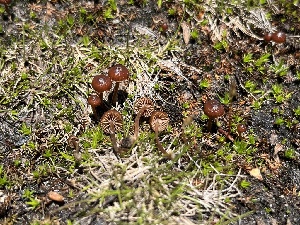  ( - FDS-CA-04798)  @11 [ ] by-nc (2024) Dean Lyons Fungal Diversity Survey