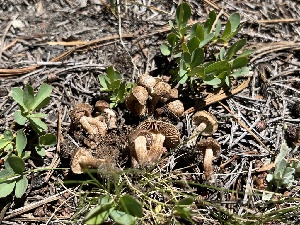  ( - FDS-CA-04800)  @11 [ ] by-nc (2024) Dean Lyons Fungal Diversity Survey