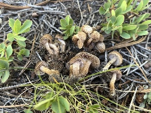  ( - FDS-CA-04800)  @11 [ ] by-nc (2024) Dean Lyons Fungal Diversity Survey