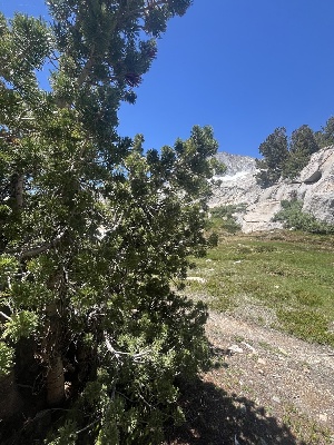  ( - FDS-CA-04800)  @11 [ ] by-nc (2024) Dean Lyons Fungal Diversity Survey