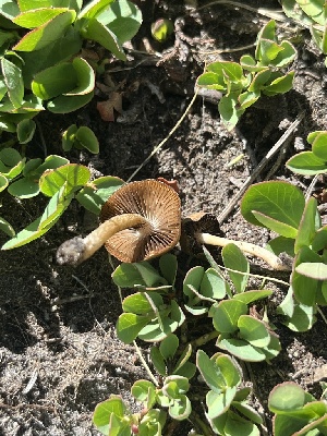  ( - FDS-CA-04819)  @11 [ ] by-nc (2024) Dean Lyons Fungal Diversity Survey