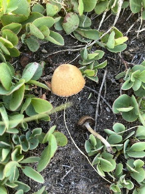  ( - FDS-CA-04819)  @11 [ ] by-nc (2024) Dean Lyons Fungal Diversity Survey