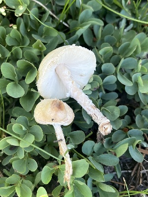  ( - FDS-CA-00290)  @11 [ ] by-nc (2024) Dean Lyons Fungal Diversity Survey