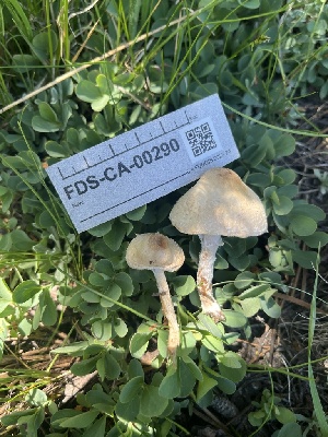  ( - FDS-CA-00290)  @11 [ ] by-nc (2024) Dean Lyons Fungal Diversity Survey