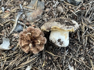  ( - FDS-CA-00293)  @11 [ ] by-nc (2024) Dean Lyons Fungal Diversity Survey