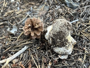  ( - FDS-CA-00293)  @11 [ ] by-nc (2024) Dean Lyons Fungal Diversity Survey