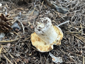  ( - FDS-CA-00293)  @11 [ ] by-nc (2024) Dean Lyons Fungal Diversity Survey