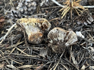  ( - FDS-CA-00292)  @11 [ ] by-nc (2024) Dean Lyons Fungal Diversity Survey