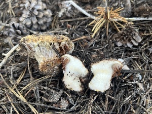  ( - FDS-CA-00292)  @11 [ ] by-nc (2024) Dean Lyons Fungal Diversity Survey
