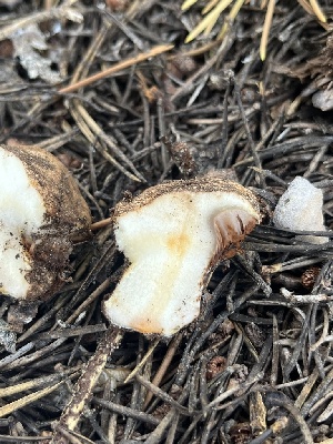  ( - FDS-CA-00292)  @11 [ ] by-nc (2024) Dean Lyons Fungal Diversity Survey