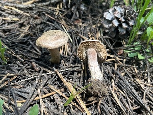  (Inocybe sp. PNW42 - FDS-CA-00288)  @11 [ ] by-nc (2024) Dean Lyons Fungal Diversity Survey