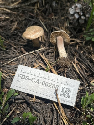  ( - FDS-CA-00288)  @11 [ ] by-nc (2024) Dean Lyons Fungal Diversity Survey