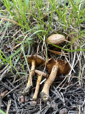  ( - FDS-CA-00258)  @11 [ ] by-nc (2024) Dean Lyons Fungal Diversity Survey
