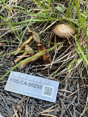  ( - FDS-CA-00258)  @11 [ ] by-nc (2024) Dean Lyons Fungal Diversity Survey