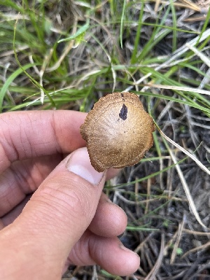  ( - FDS-CA-00258)  @11 [ ] by-nc (2024) Dean Lyons Fungal Diversity Survey