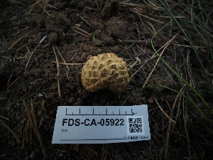  ( - FDS-CA-05922)  @11 [ ] by-nc (2024) Fresno Mycology Society Fungal Diversity Survey