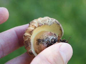  ( - FDS-CA-05922)  @11 [ ] by-nc (2024) Fresno Mycology Society Fungal Diversity Survey