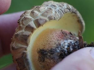  ( - FDS-CA-05922)  @11 [ ] by-nc (2024) Fresno Mycology Society Fungal Diversity Survey