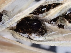  ( - FDS-CA-02477)  @11 [ ] by-nc (2024) Jaren Hockert Fungal Diversity Survey