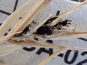  ( - FDS-CA-02477)  @11 [ ] by-nc (2024) Jaren Hockert Fungal Diversity Survey