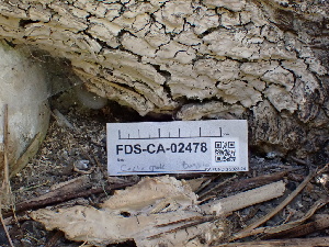  ( - FDS-CA-02478)  @11 [ ] by-nc (2024) Jaren Hockert Fungal Diversity Survey
