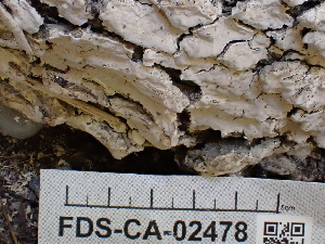 ( - FDS-CA-02478)  @11 [ ] by-nc (2024) Jaren Hockert Fungal Diversity Survey