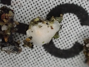  ( - FDS-CA-02481)  @11 [ ] by-nc (2024) Jaren Hockert Fungal Diversity Survey