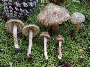  (Inocybe sp. PNW70 - FDS-CA-05048)  @11 [ ] by-nc (2024) Taye Bright Fungal Diversity Survey