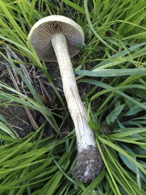  (Agrocybe sp. flexuosipes-CA01 - FDS-CA-05055)  @11 [ ] by-nc (2024) Taye Bright Fungal Diversity Survey