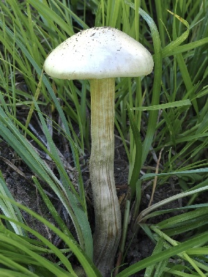  ( - FDS-CA-05055)  @11 [ ] by-nc (2024) Taye Bright Fungal Diversity Survey