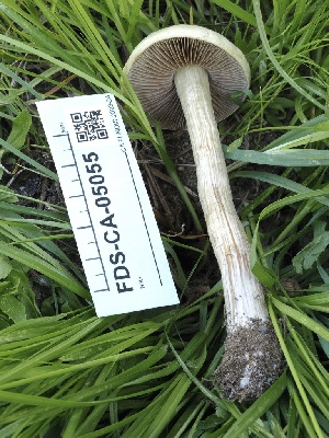  ( - FDS-CA-05055)  @11 [ ] by-nc (2024) Taye Bright Fungal Diversity Survey