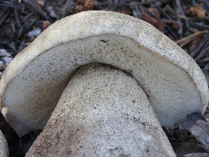  (Boletus edulis - FDS-CA-05053)  @11 [ ] by-nc (2024) Taye Bright Fungal Diversity Survey
