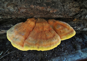  ( - FDS-CA-05925)  @11 [ ] by-nc (2024) Fresno Mycology Society Fungal Diversity Survey