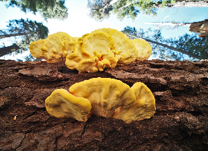  ( - FDS-CA-05925)  @11 [ ] by-nc (2024) Fresno Mycology Society Fungal Diversity Survey