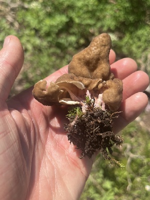  ( - FDS-CA-04820)  @11 [ ] by-nc (2024) Dean Lyons Fungal Diversity Survey