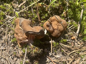  ( - FDS-CA-04820)  @11 [ ] by-nc (2024) Dean Lyons Fungal Diversity Survey
