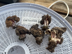  ( - FDS-CA-04820)  @11 [ ] by-nc (2024) Dean Lyons Fungal Diversity Survey