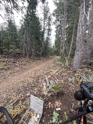  ( - FDS-CA-00263)  @11 [ ] by-nc (2024) Dean Lyons Fungal Diversity Survey