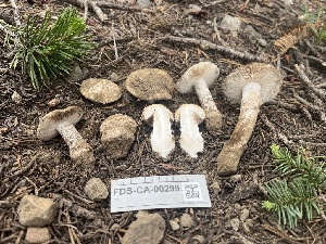  ( - FDS-CA-00299)  @11 [ ] by-nc (2024) Dean Lyons Fungal Diversity Survey