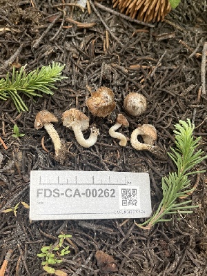  ( - FDS-CA-00262)  @11 [ ] by-nc (2024) Dean Lyons Fungal Diversity Survey