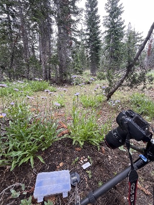  ( - FDS-CA-00262)  @11 [ ] by-nc (2024) Dean Lyons Fungal Diversity Survey