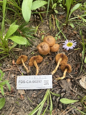  ( - FDS-CA-00297)  @11 [ ] by-nc (2024) Dean Lyons Fungal Diversity Survey