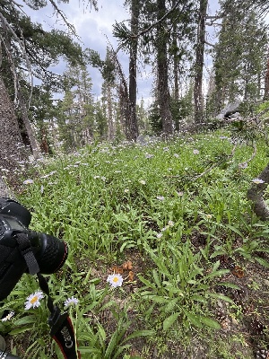  ( - FDS-CA-00297)  @11 [ ] by-nc (2024) Dean Lyons Fungal Diversity Survey