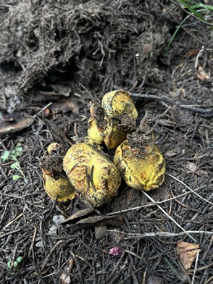  ( - FDS-CA-04824)  @11 [ ] by-nc (2024) Dean Lyons Fungal Diversity Survey