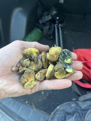  ( - FDS-CA-04824)  @11 [ ] by-nc (2024) Dean Lyons Fungal Diversity Survey