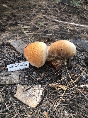  ( - FDS-CA-04784)  @11 [ ] by (2024) Justin Paulin Fungal Diversity Survey