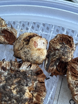  ( - FDS-CA-00263)  @11 [ ] by-nc (2024) Dean Lyons Fungal Diversity Survey
