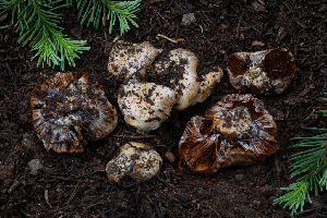  ( - FDS-CA-00263)  @11 [ ] by-nc (2024) Dean Lyons Fungal Diversity Survey
