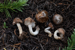  ( - FDS-CA-00262)  @11 [ ] by-nc (2024) Dean Lyons Fungal Diversity Survey