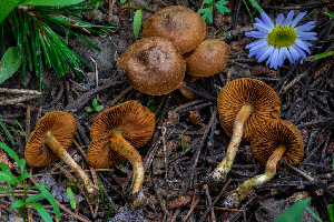  ( - FDS-CA-00297)  @11 [ ] by-nc (2024) Dean Lyons Fungal Diversity Survey